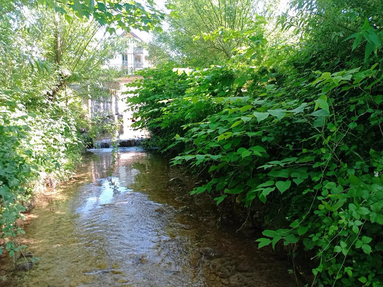 Naturnaher Bachlauf mit dichtem Uferbewuchs in der Ostschweiz